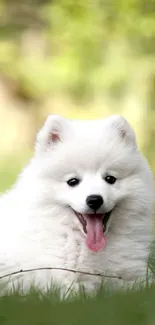 Smiling fluffy white dog with green background wallpaper.