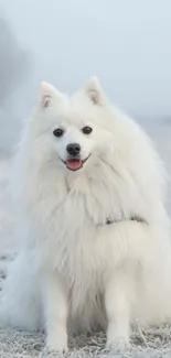 A fluffy white dog sits on a frosty field.