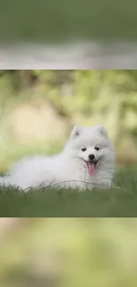 Fluffy white dog laying on grass with blurred green background.