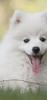 Fluffy white dog resting on green grass outdoors.