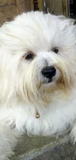 Fluffy white dog with soft fur, lying down calmly.