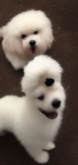 Fluffy white puppies sitting together on a textured brown surface.