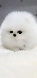 Adorable fluffy white puppy on a soft background.