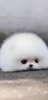 Fluffy white puppy resting on street background, cute mobile wallpaper.