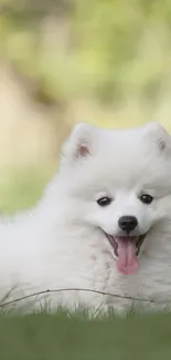 Adorable fluffy white puppy on grass