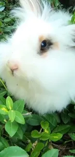 Fluffy white rabbit in green leaves background.