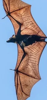 A bat soaring against a bright blue sky.