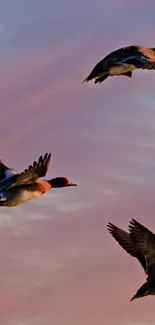 Ducks flying across a pink sunset sky.