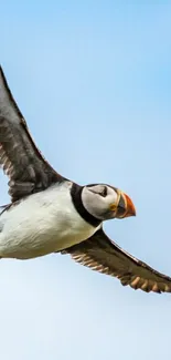 Puffin in flight against a blue sky wallpaper.