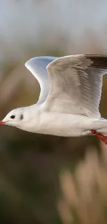 Flying seagull mobile wallpaper with nature backdrop.