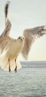 Seagull flying over a calm blue ocean with a serene sky background.