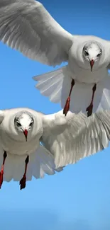 Two seagulls soaring in a clear blue sky.