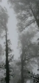 Foggy forest wallpaper with tall trees and heavy mist.