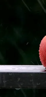 Food Fruit Live Wallpaper