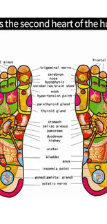 Colorful foot reflexology chart on a white background.