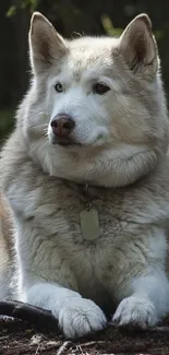 Husky resting in lush green forest setting.