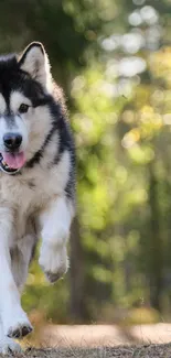 Alaskan Malamute running happily in a lush green forest setting.