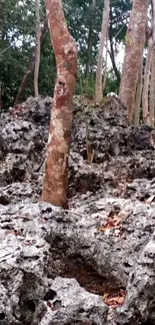 Forest with rocky terrain and tree trunks.