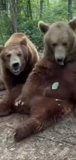 Two brown bears sitting in a forest environment, showcasing wildlife.