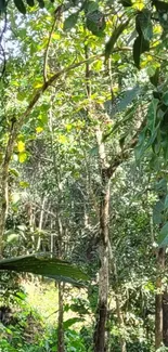 Lush green forest canopy with sunlight filtering through leaves.