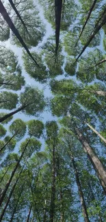 Looking up at green forest canopy with blue sky.