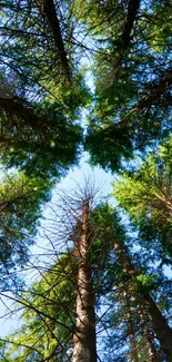 Upward view of green forest canopy with blue sky.