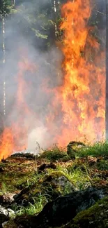 A blazing forest fire with tall flames in the woodland.