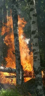 A dramatic forest fire blazing among trees.