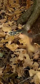 Snake camouflaged among forest leaves, blending with autumn colors.