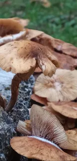 Close-up image of forest mushrooms on a log.