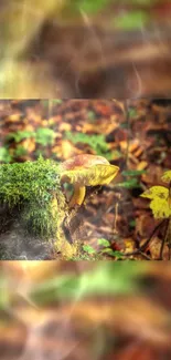 Mushroom and moss in an autumn forest setting with vivid greenery.