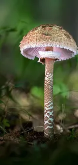 Mushroom in a green forest setting, perfect for nature wallpapers.