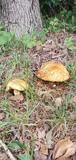 Golden mushrooms on forest floor with trees and foliage.