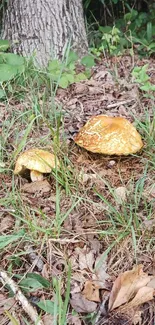 Yellow mushrooms in a lush forest setting.