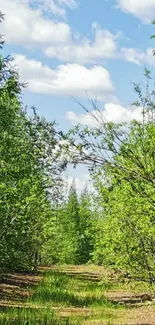 Scenic forest path under a clear blue sky.