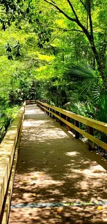 Wooden pathway through a lush green forest.