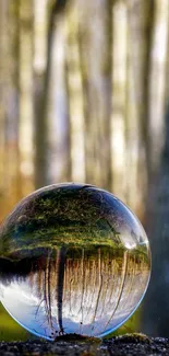 Glass sphere reflects forest scene with trees and earthy tones.