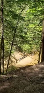 Serene forest river view with lush greenery.