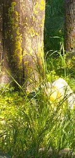 Serene forest wallpaper with green trees and moss.