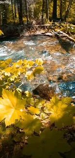 Serene autumn forest stream with yellow leaves in vibrant nature setting.