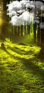 Forest wallpaper with sunlit trees and mossy ground.