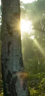 Sunlit forest wallpaper with rays through trees.