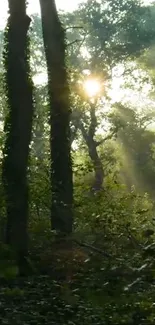 Sunlit forest with trees and greenery mobile wallpaper.