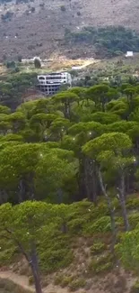 Lush green forest with a distant hillside view showcasing nature's serenity.