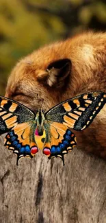 A serene wallpaper of a sleeping fox and a colorful butterfly.