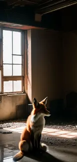 Fox in sunlight inside an abandoned room with urban decay.