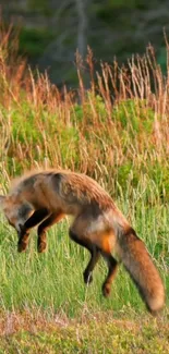 A fox leaping through green grass in a vibrant nature setting.