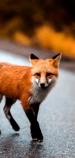 Fox walking on a forest road with autumn backdrop.