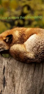 Fox peacefully resting on a tree trunk in a serene forest.