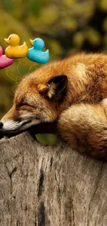 Fox resting on tree with colorful floating ducks.